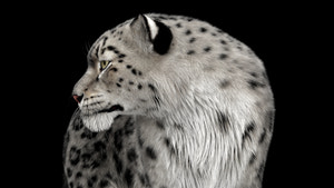 Animated Snow Leopard 3d Model with Ornatrix Fur Thumbnail