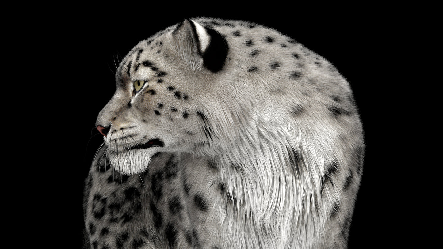 Snow Leopard 3d Model Animated Fur Ornatrix