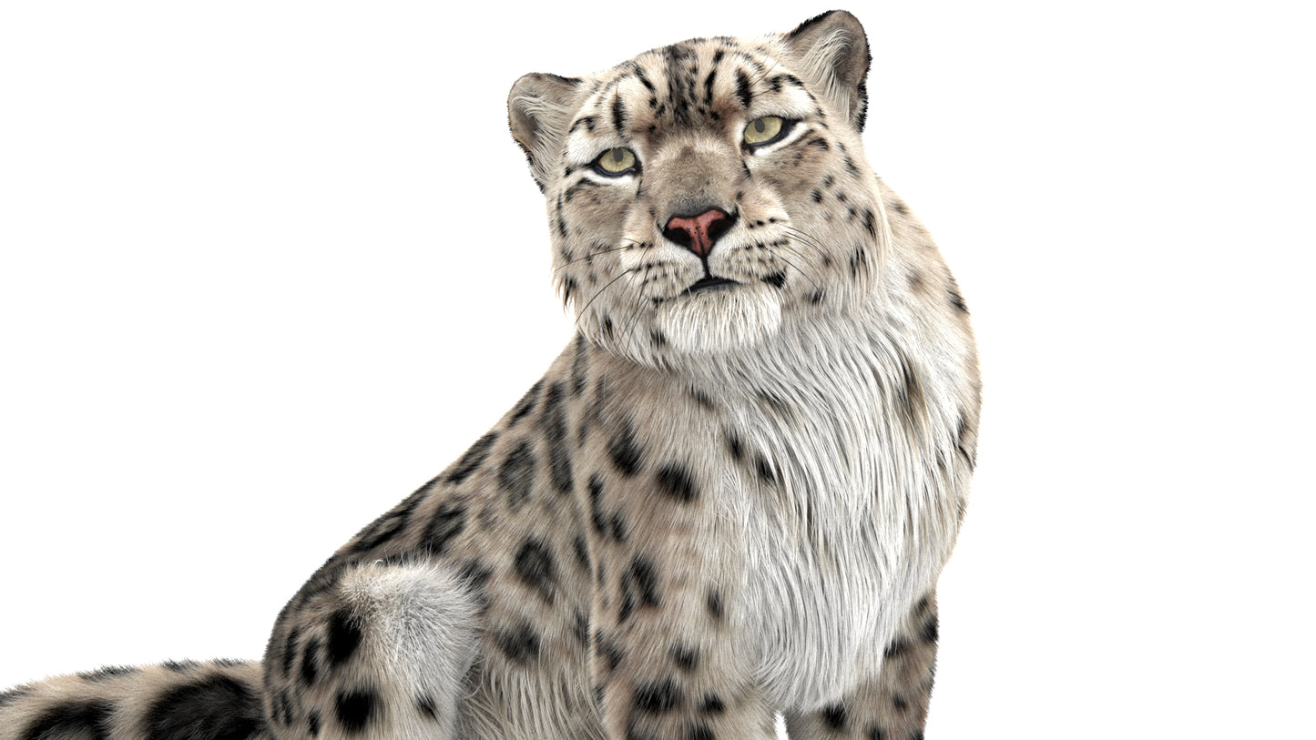Snow Leopard 3d Model Animated Fur Ornatrix