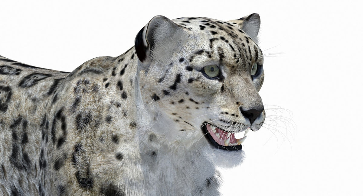Snow Leopard 3D Model Polygonal Hairs