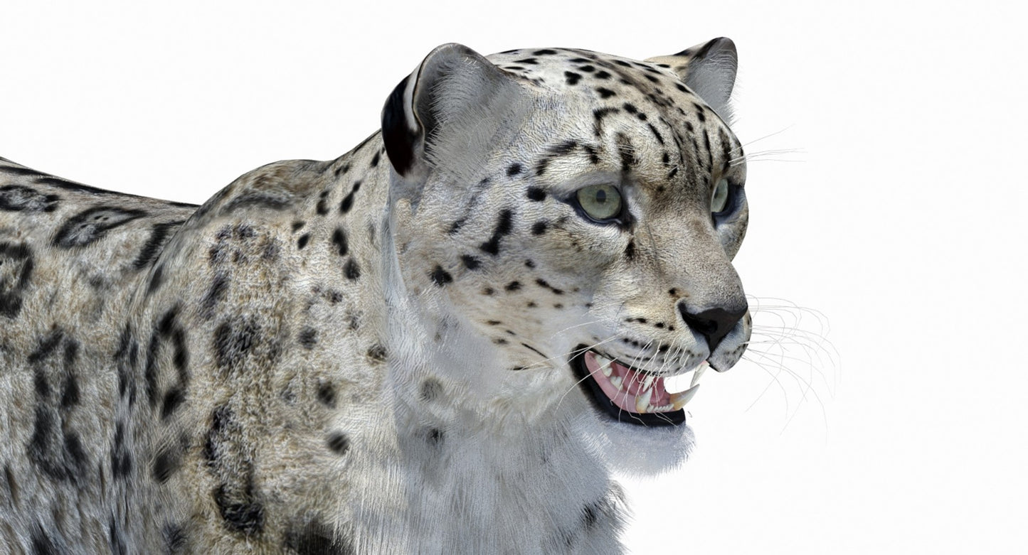 Snow Leopard 3D Model Polygonal Hairs