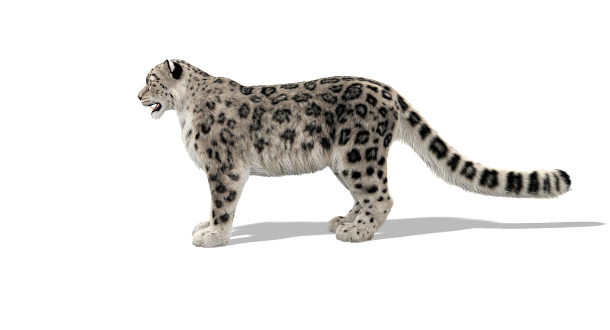 Rigged Snow Leopard 3D Model with Ornatrix Fur - 360 Degree View