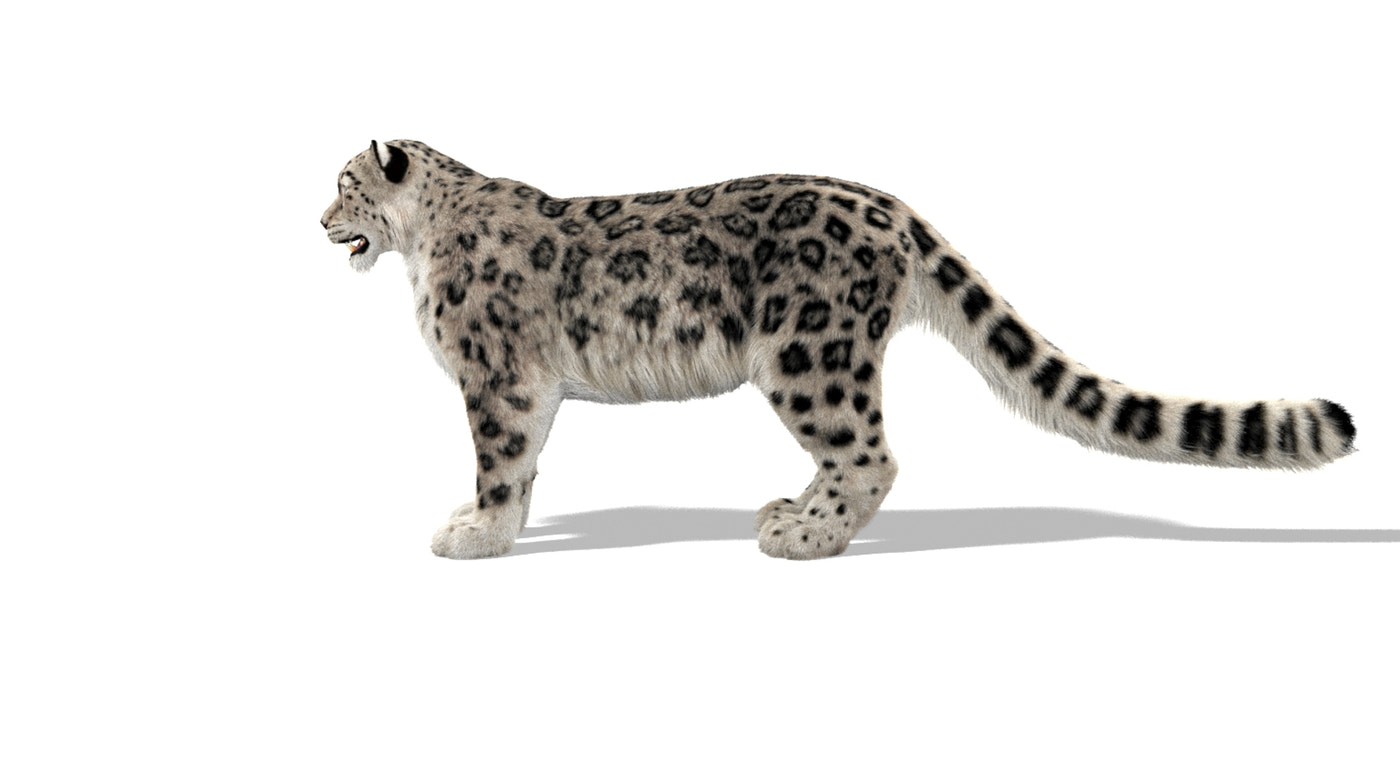 Animated Snow Leopard 3D Model Ornatrix Fur - 360 Degree View