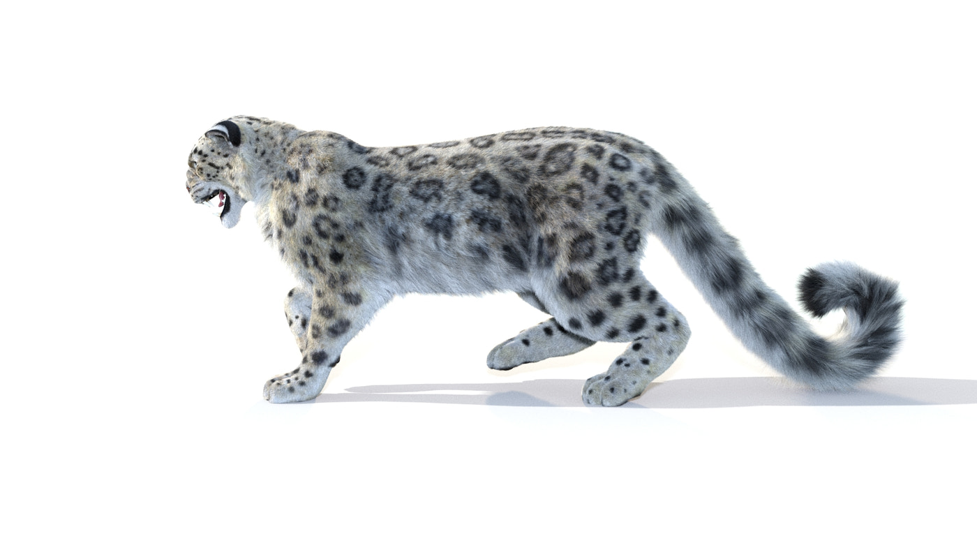 Animated Snow Leopard 3D Model Fur - 360 Degree View