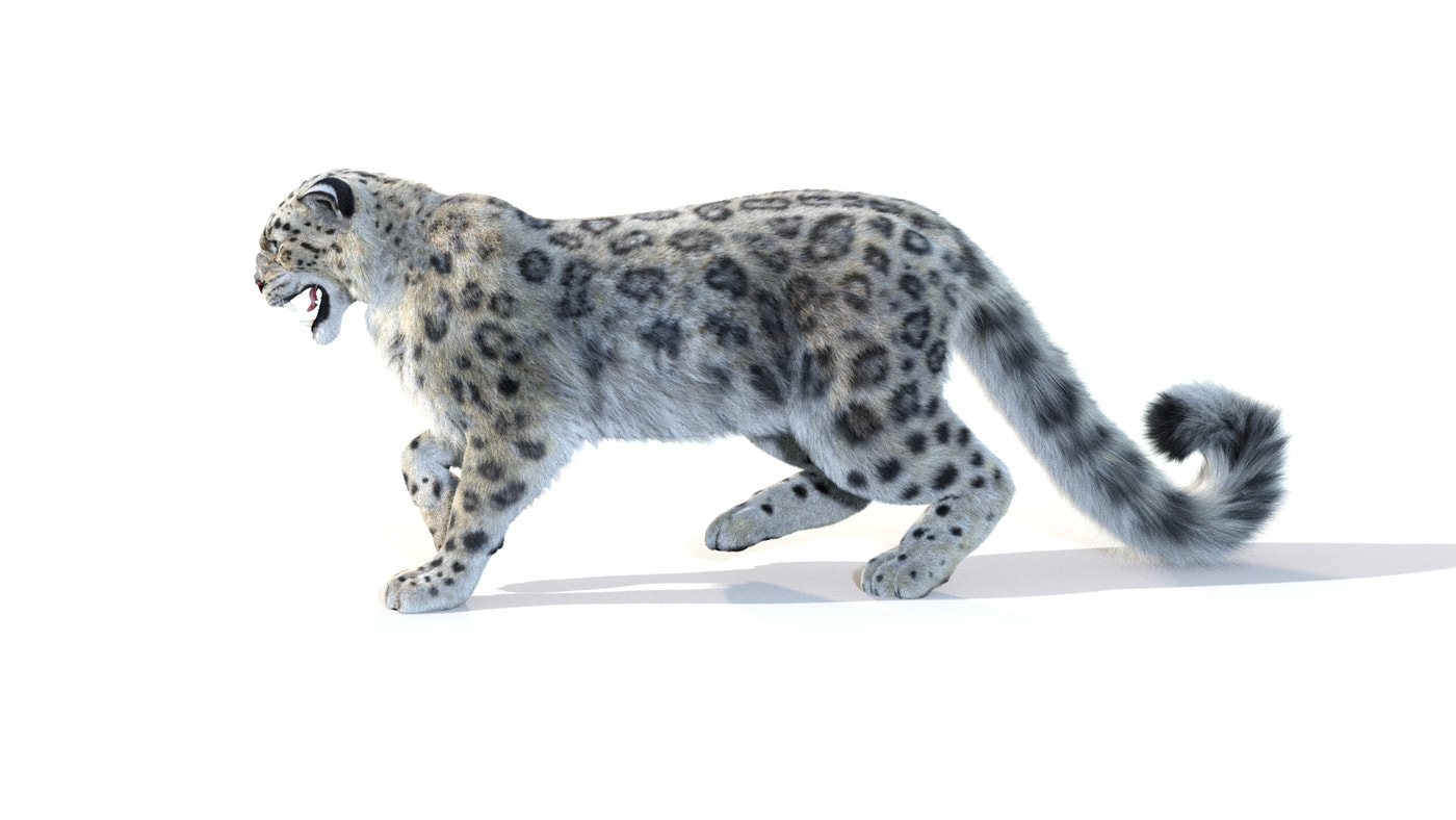 Animated Snow Leopard 3D Model Fur - 360 Degree View