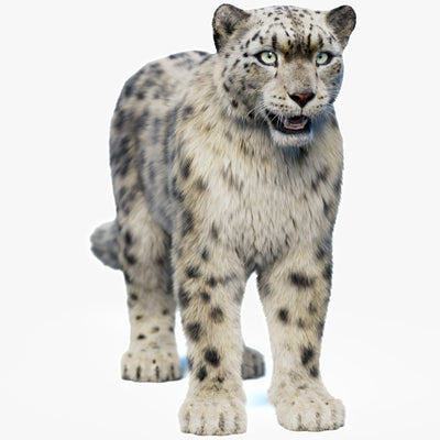 Snow Leopard 3D Model with Hair and Fur