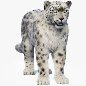 Snow Leopard 3D Model with Hair and Fur Thumbnail