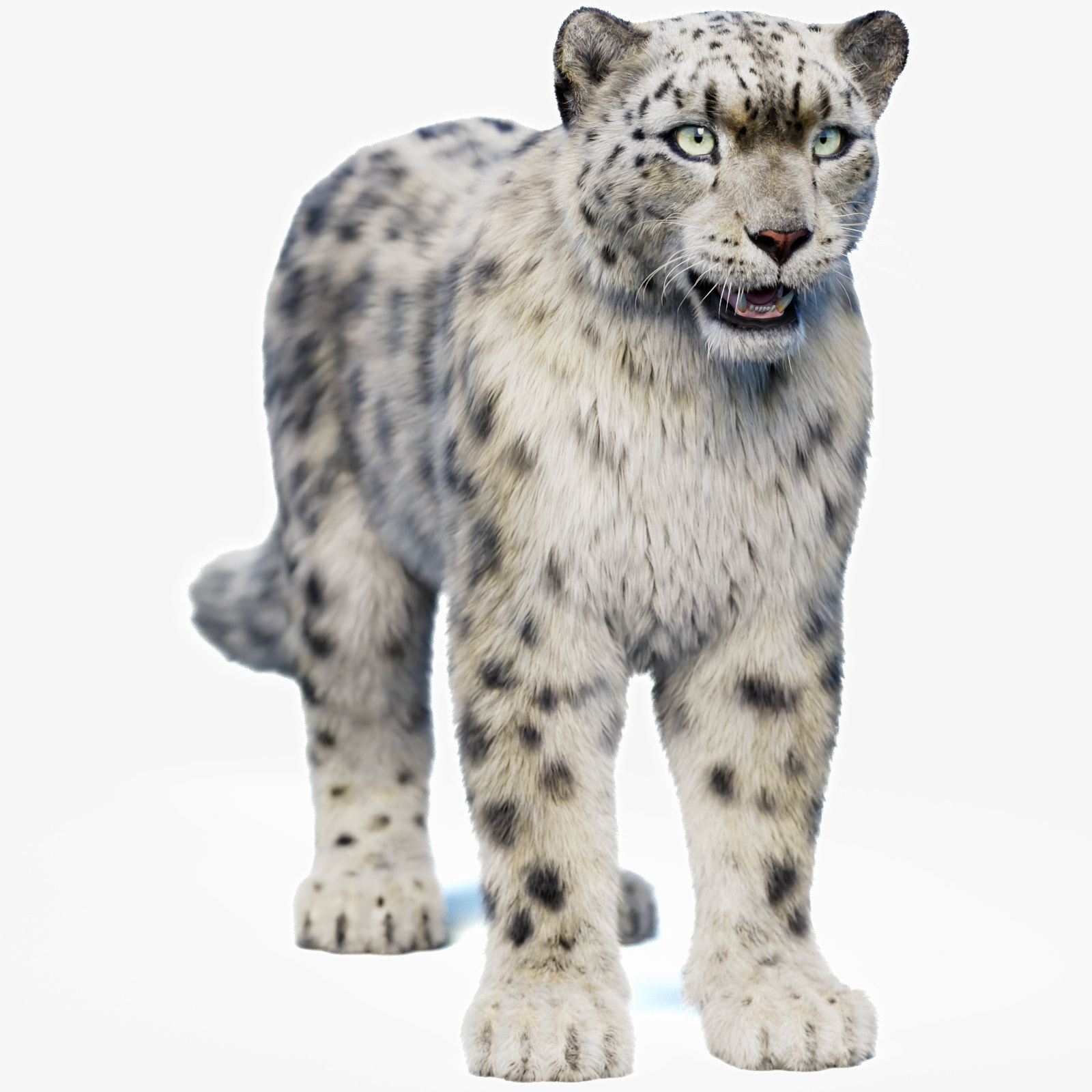 Snow Leopard 3D Model with Hair and Fur