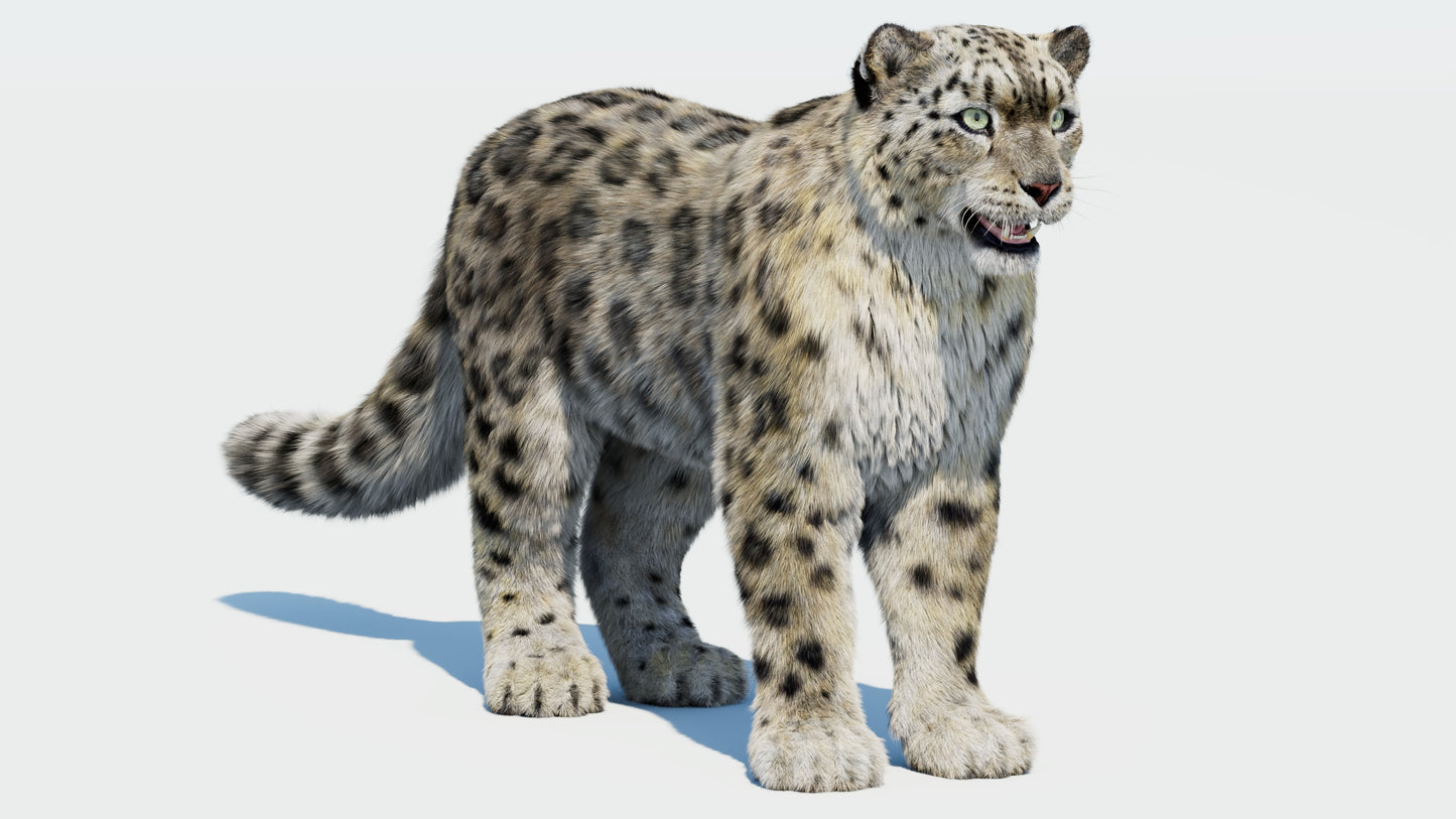 Realistic Snow Leopard 3D Model with Fur