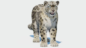 Realistic snow leopard 3D model with fur  Thumbnail