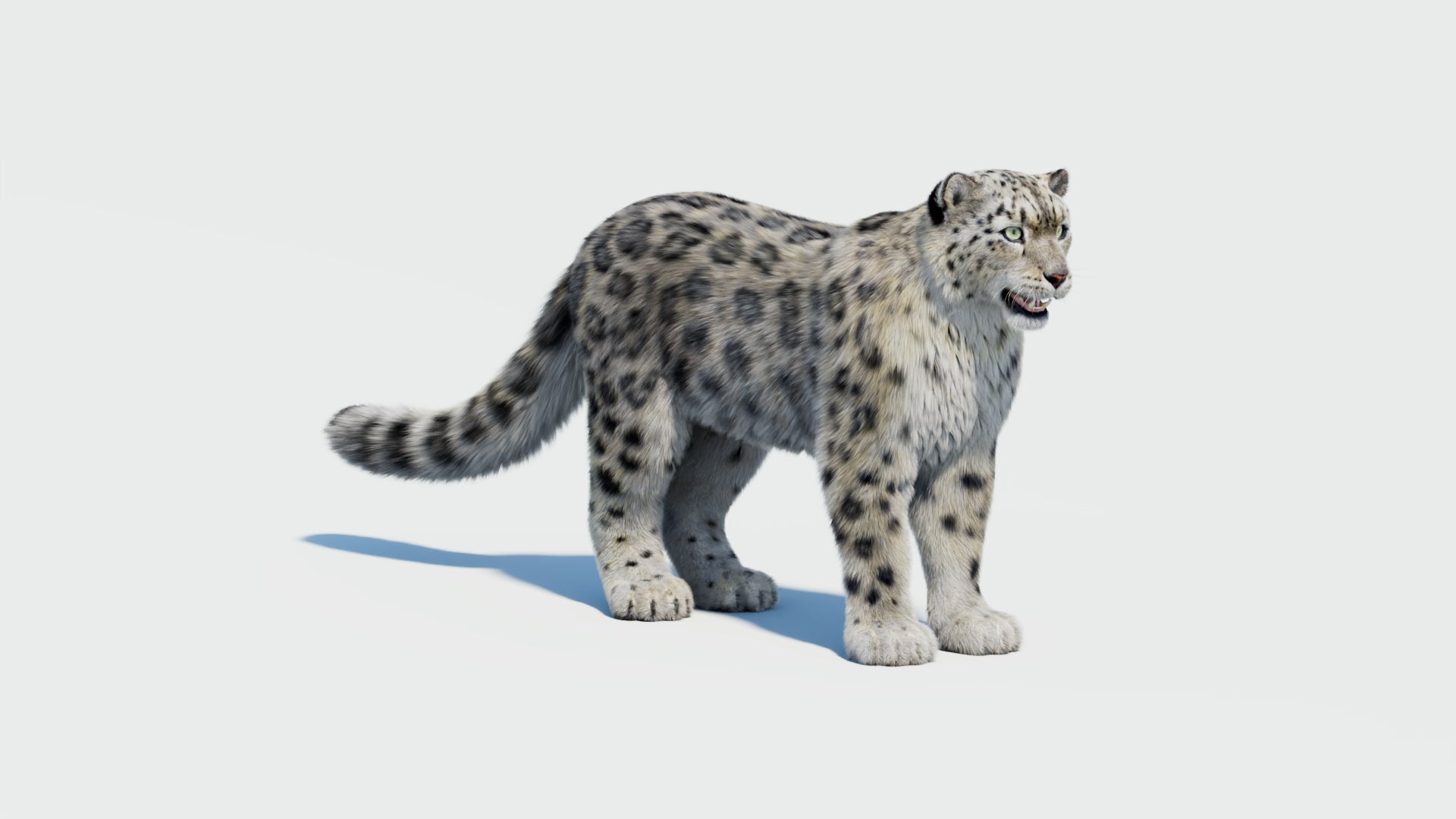 Snow Leopard 3D Model with Fur - 360 Degree View