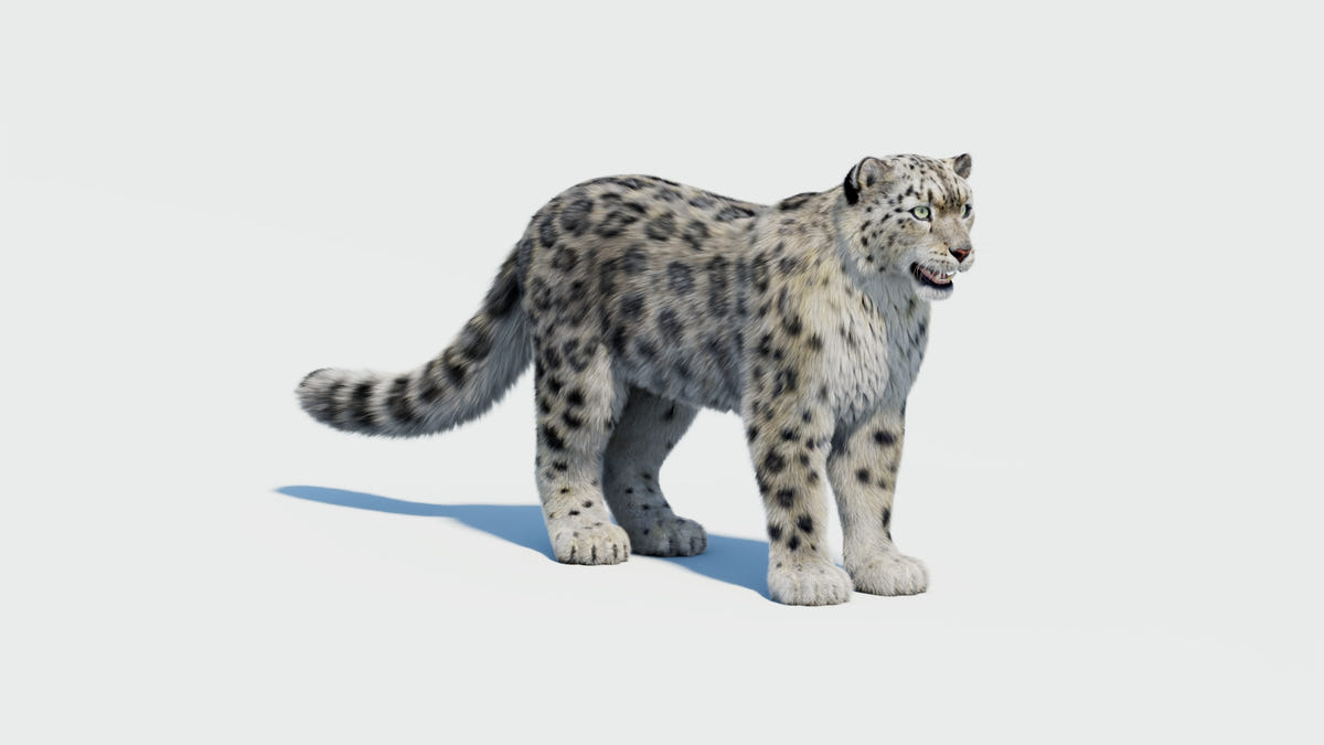 Snow Leopard 3D Model with Hair and Fur - 360 Degree View