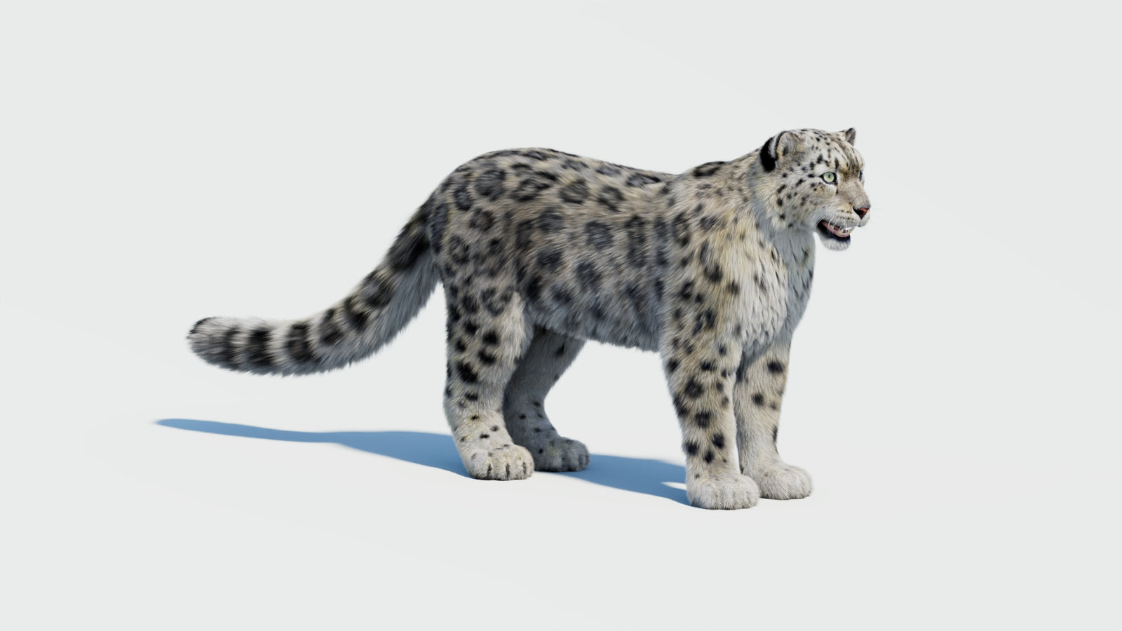 Snow Leopard 3D Model with Fur 360° view 2 frame 2