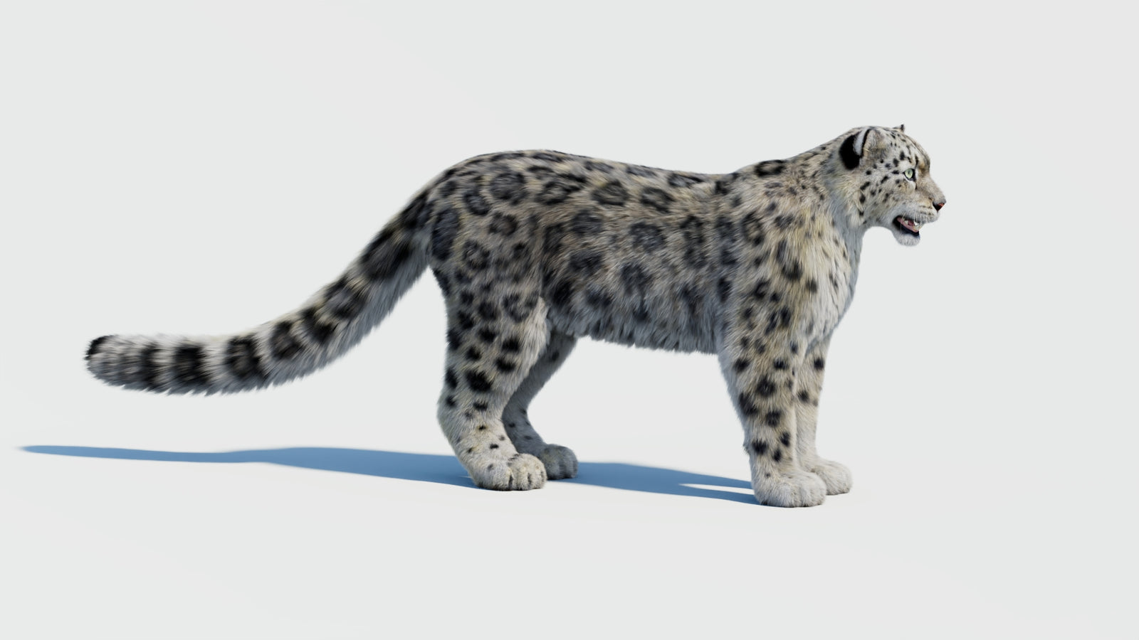 Snow Leopard 3D Model with Fur 360° view 2 frame 4