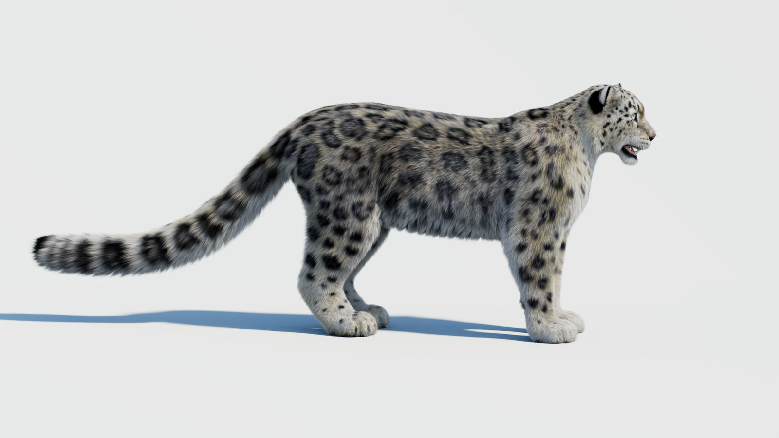 Snow Leopard 3D Model with Fur 360° view 2 frame 5