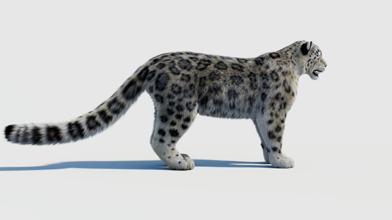 Snow Leopard 3D Model with Fur 360° view 2 frame 7