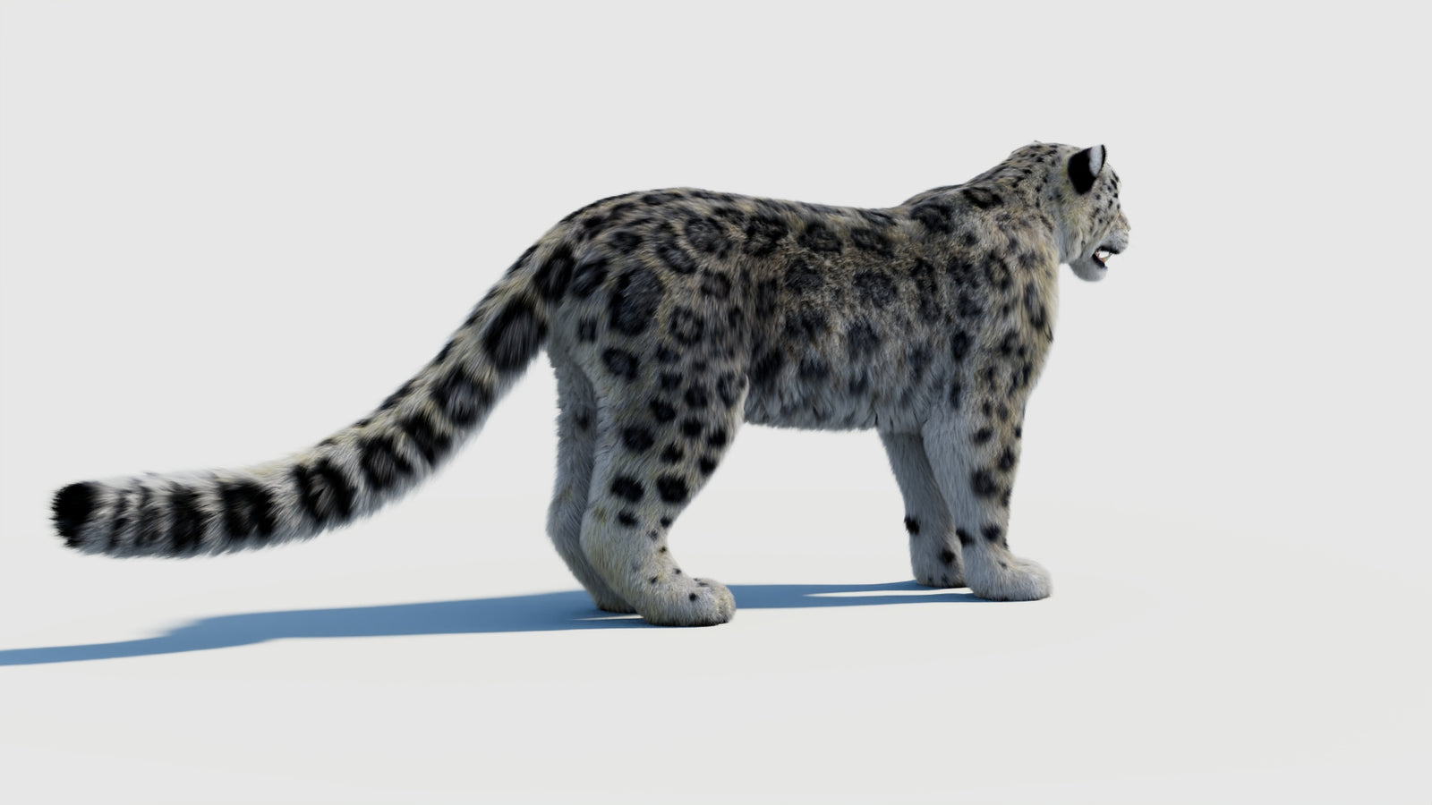 Snow Leopard 3D Model with Fur 360° view 2 frame 9