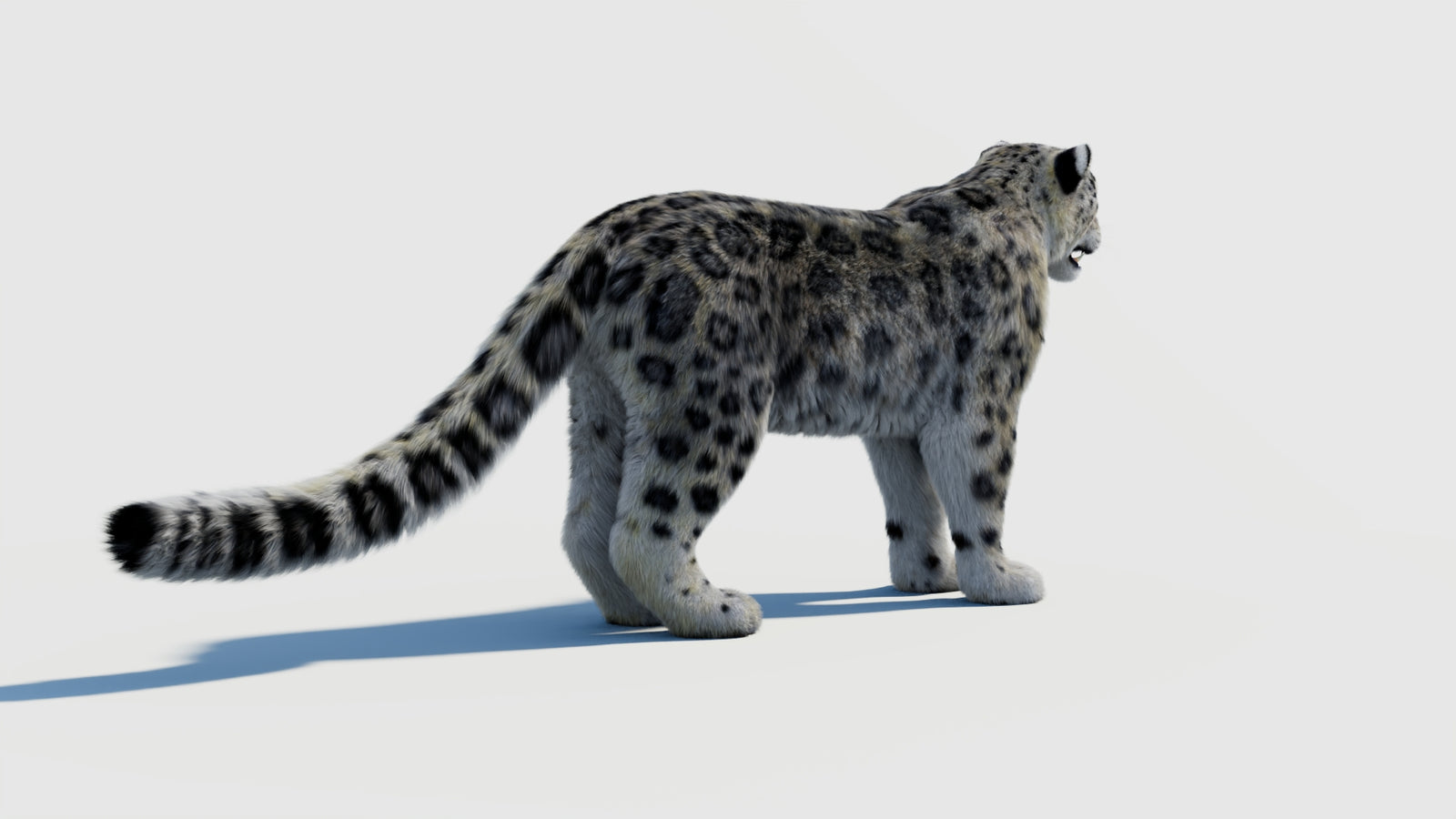 Snow Leopard 3D Model with Fur 360° view 2 frame 10