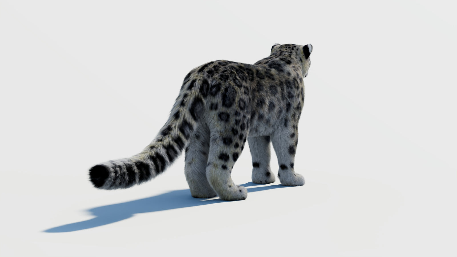 Snow Leopard 3D Model with Fur 360° view 2 frame 12