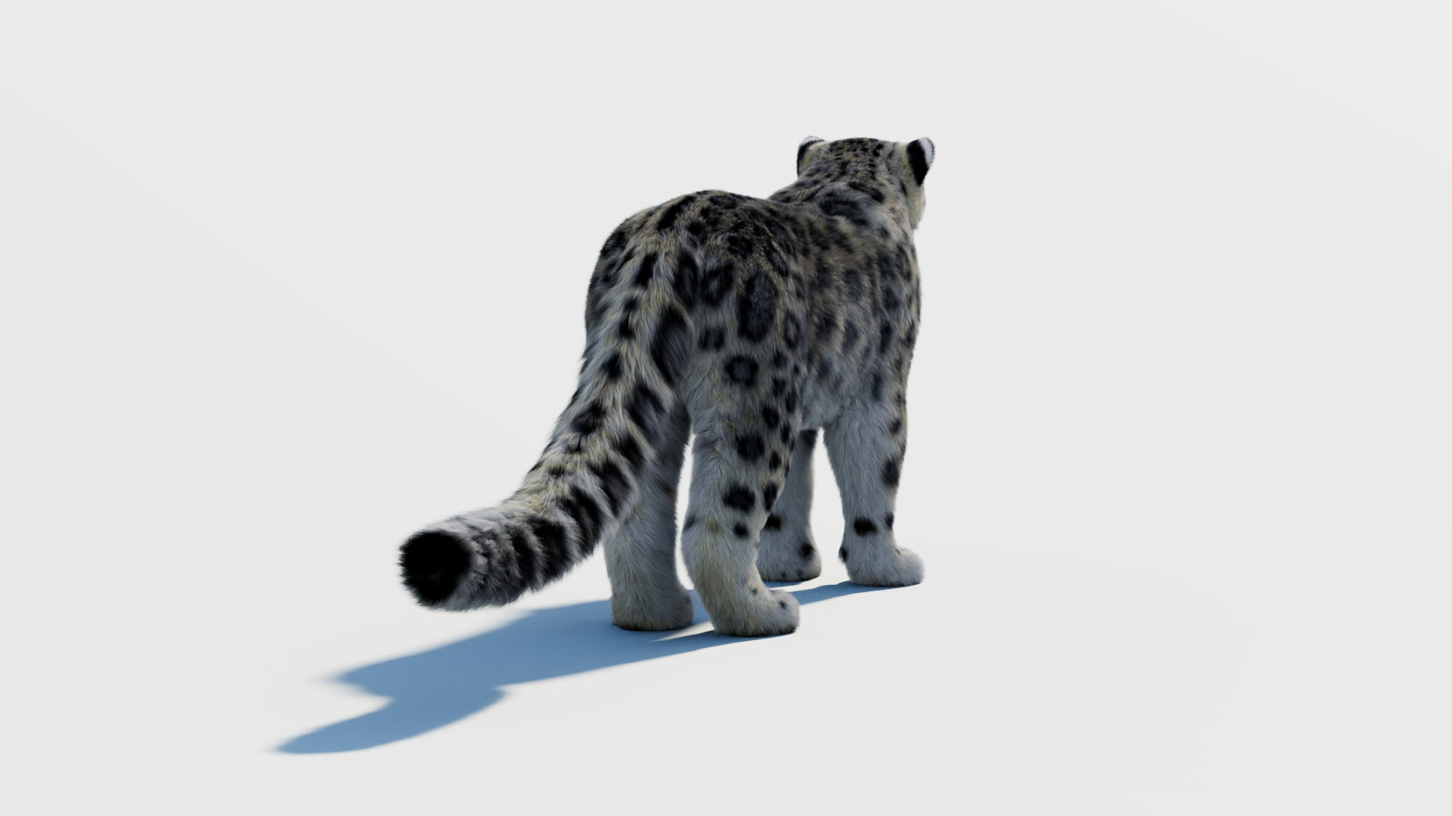 Snow Leopard 3D Model with Fur 360° view 2 frame 13