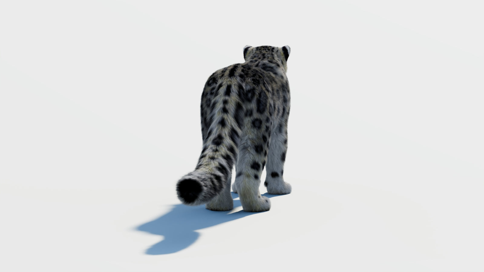 Snow Leopard 3D Model with Fur 360° view 2 frame 14