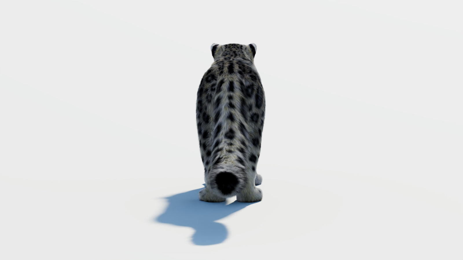 Snow Leopard 3D Model with Fur 360° view 2 frame 15