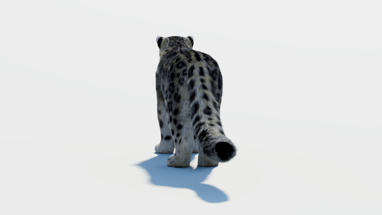 Snow Leopard 3D Model with Fur 360° view 2 frame 16