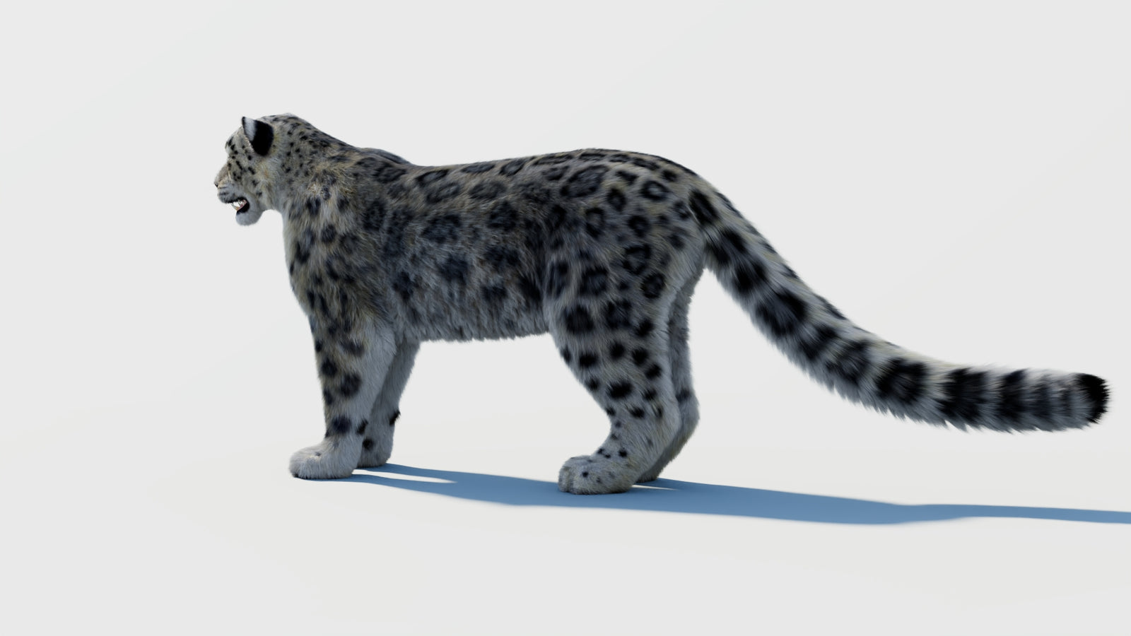 Snow Leopard 3D Model with Fur 360° view 2 frame 22