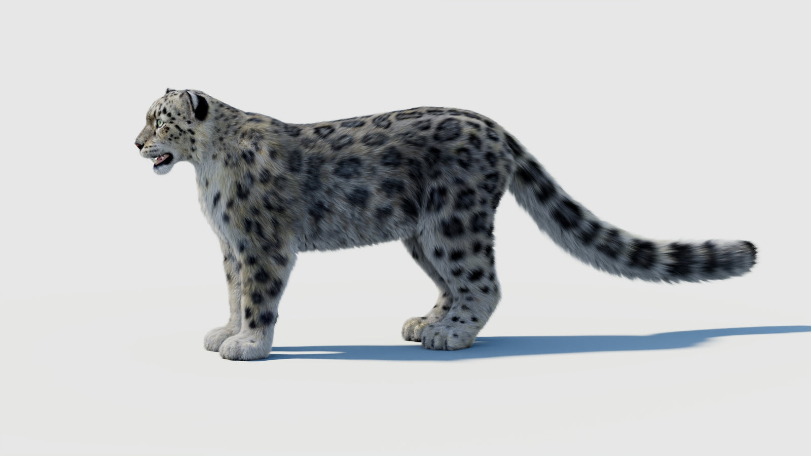 Snow Leopard 3D Model with Fur 360° view 2 frame 26
