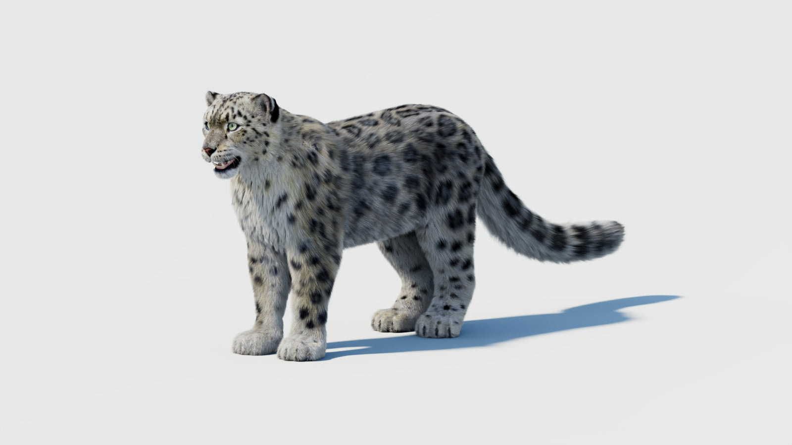 Snow Leopard 3D Model with Fur 360° view 2 frame 29