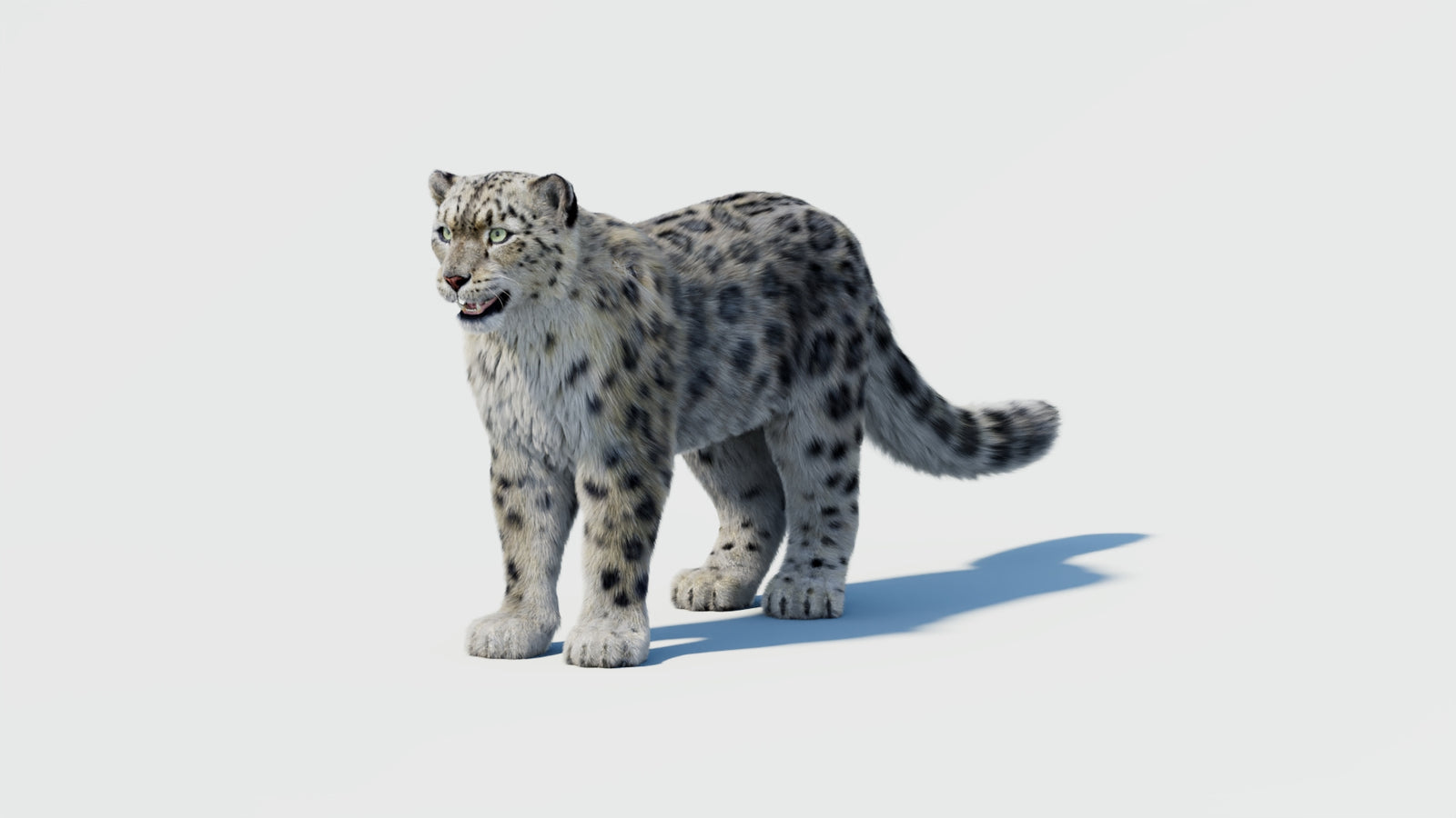 Snow Leopard 3D Model with Fur 360° view 2 frame 30
