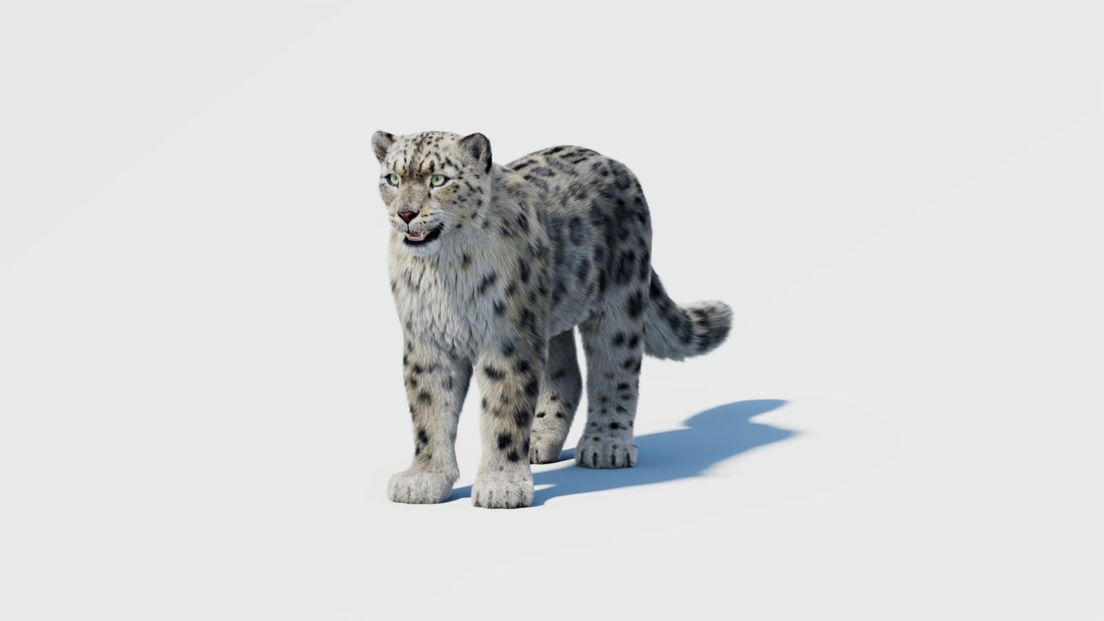 Snow Leopard 3D Model with Fur 360° view 2 frame 31