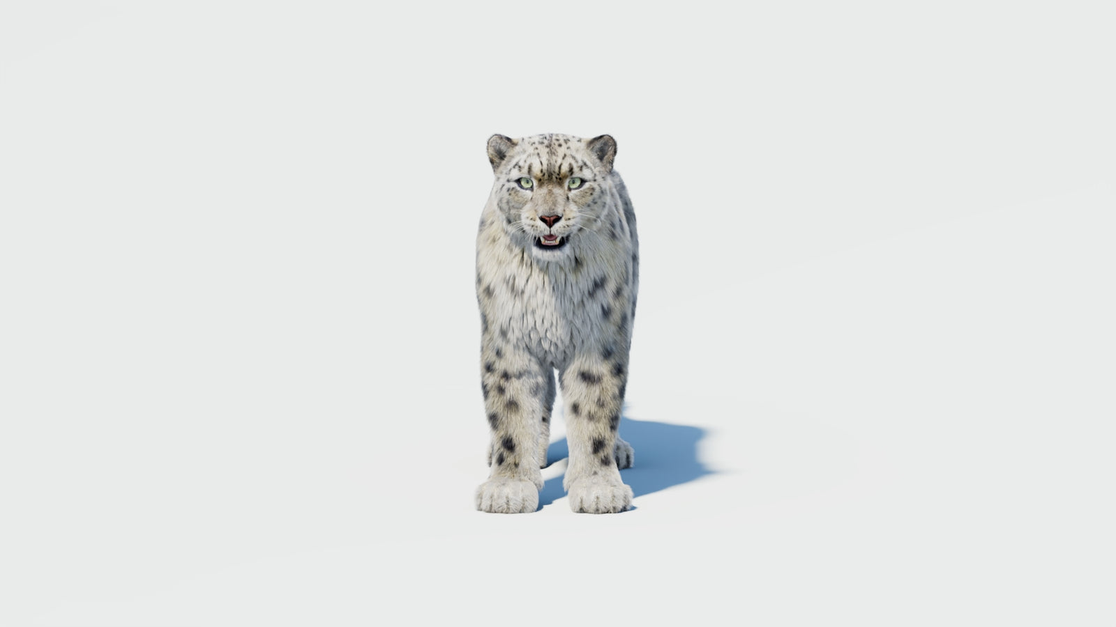 Snow Leopard 3D Model with Fur 360° view 2 frame 33