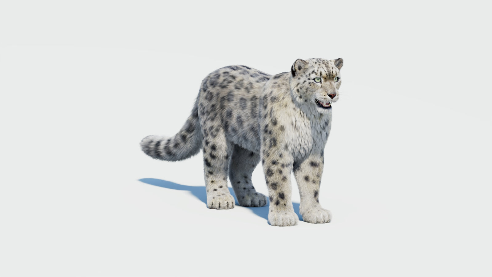 Snow Leopard 3D Model with Fur 360° view 2 frame 36