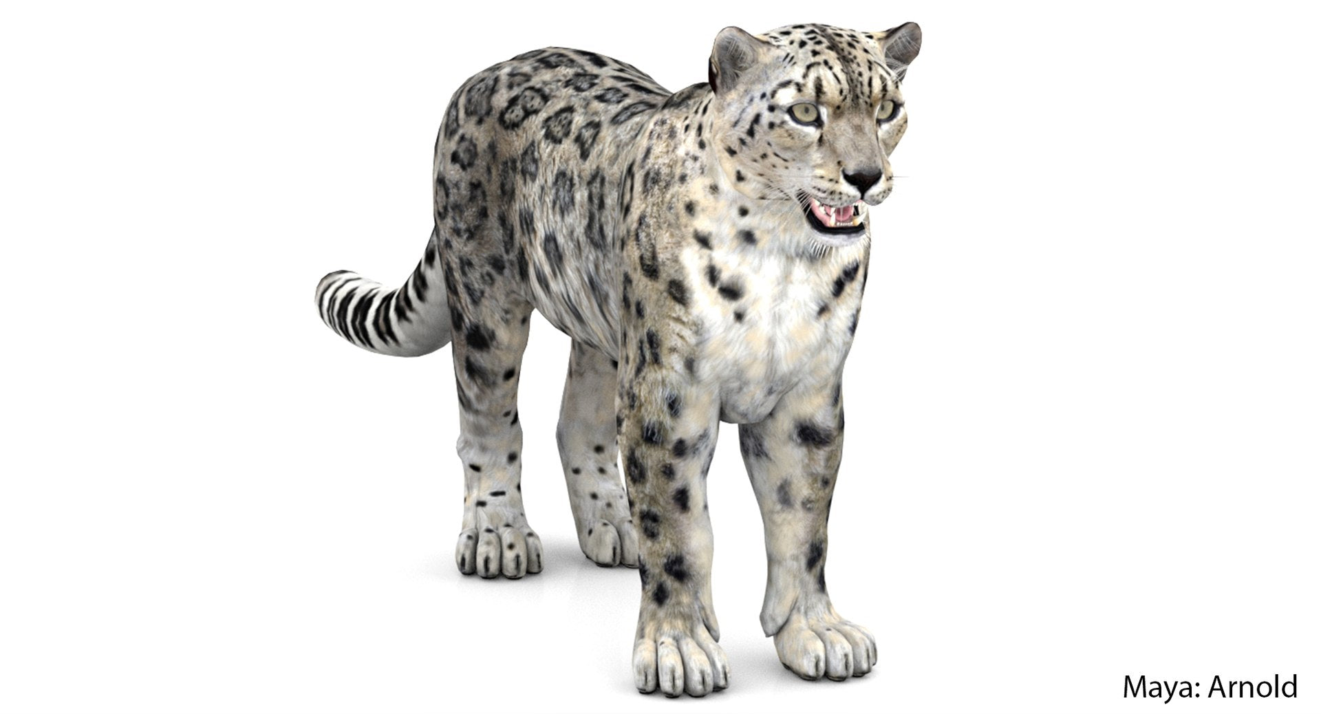 Realistic Snow Leopard 3D Model for Maya Arnold Renderer
