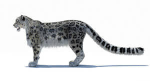 Snow Leopard 3D Model Polygonal Hairs Thumbnail