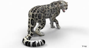 Snow Leopard 3D Model Rendered with V-Ray Renderer 3ds Max Rigged with CAT Motion Thumbnail