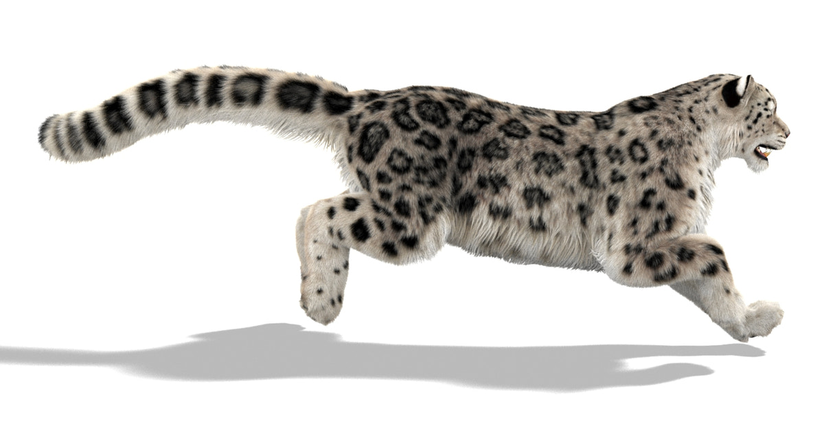 Animated Snow Leopard 3D Model Ornatrix Fur - 360 Degree View
