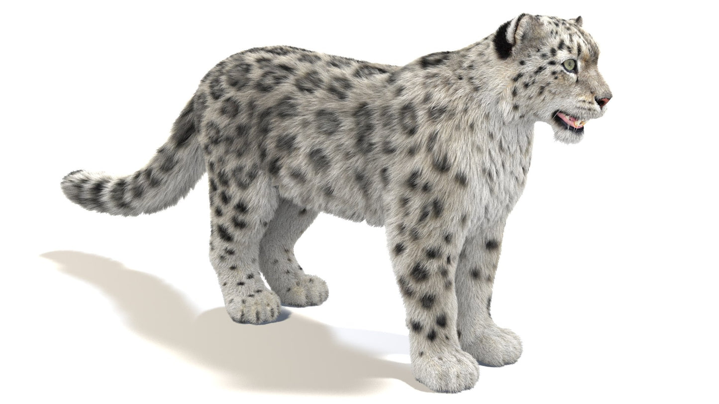 Realistic Snow Leopard 3D Model with Fur