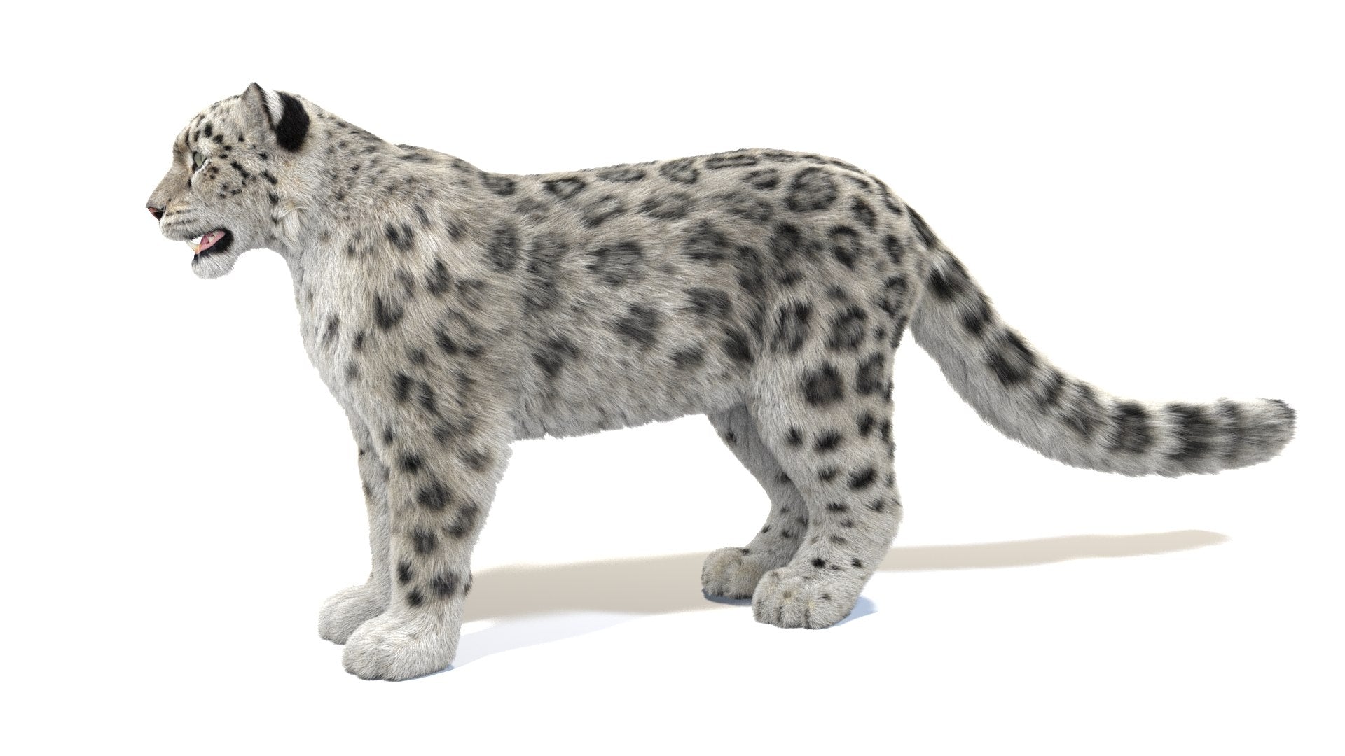 Lifelike Snow Leopard 3D Model with Fur