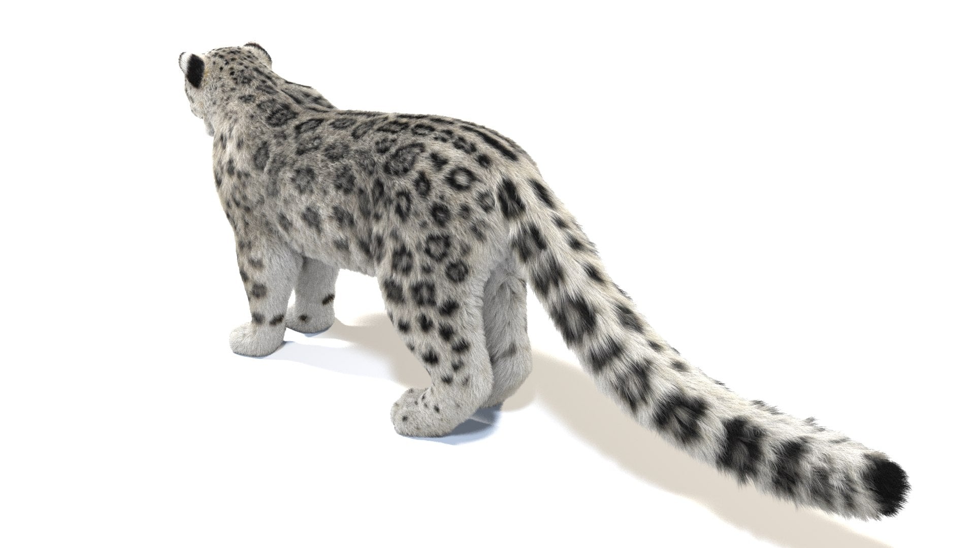 Realistic Snow Leopard 3D Model with Fur