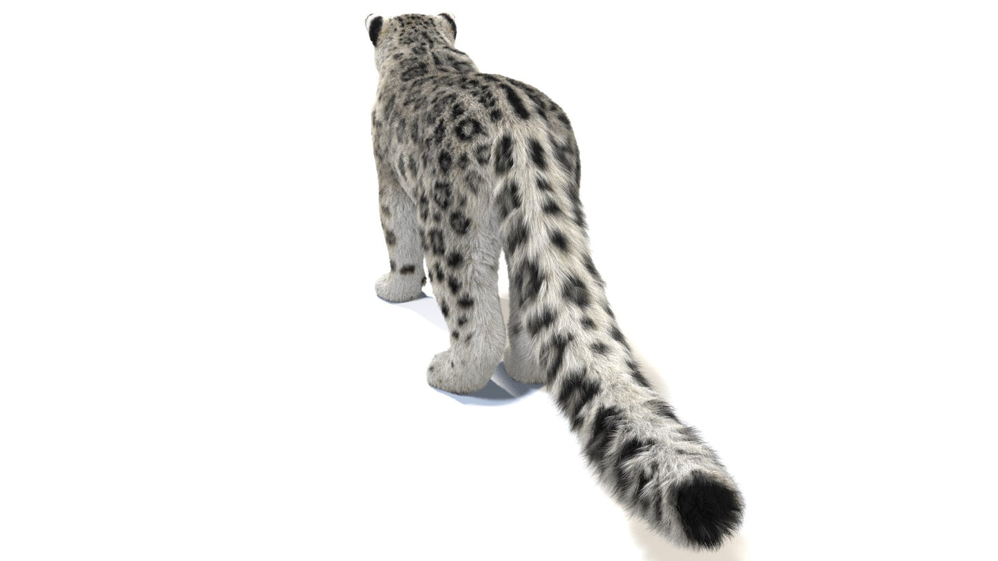 Snow Leopard 3D Model with Fur