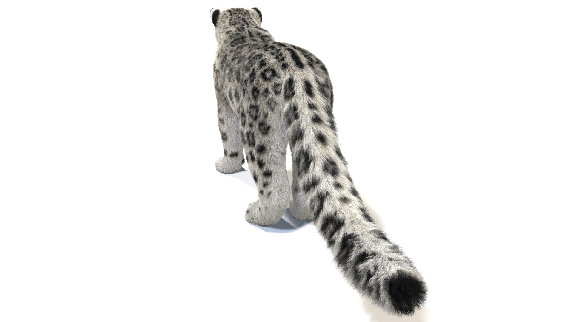 Snow Leopard 3D Model with Fur