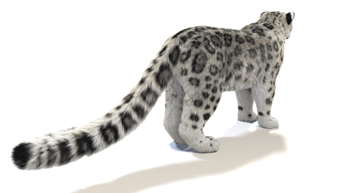 Snow Leopard 3D Model with Fur