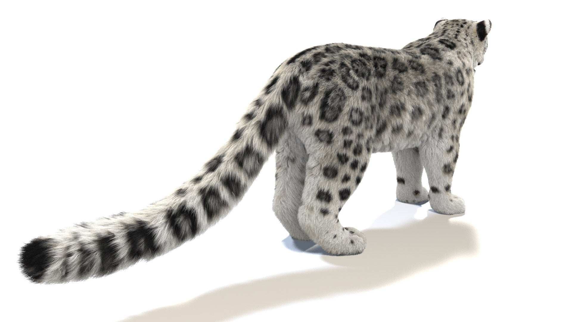 Snow Leopard 3D Model with Fur