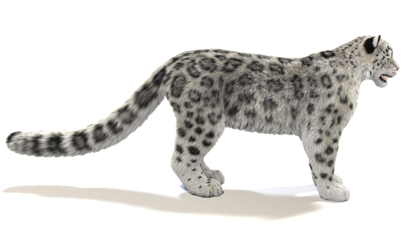 Snow Leopard 3D Model with Fur