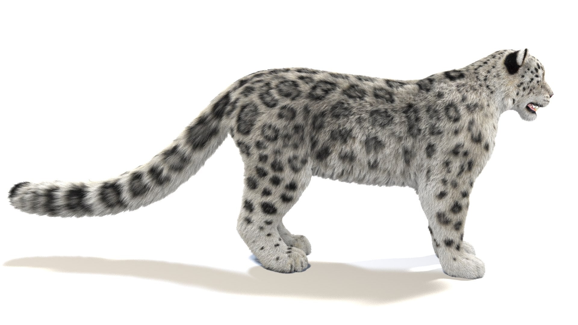 Snow Leopard 3D Model with Fur
