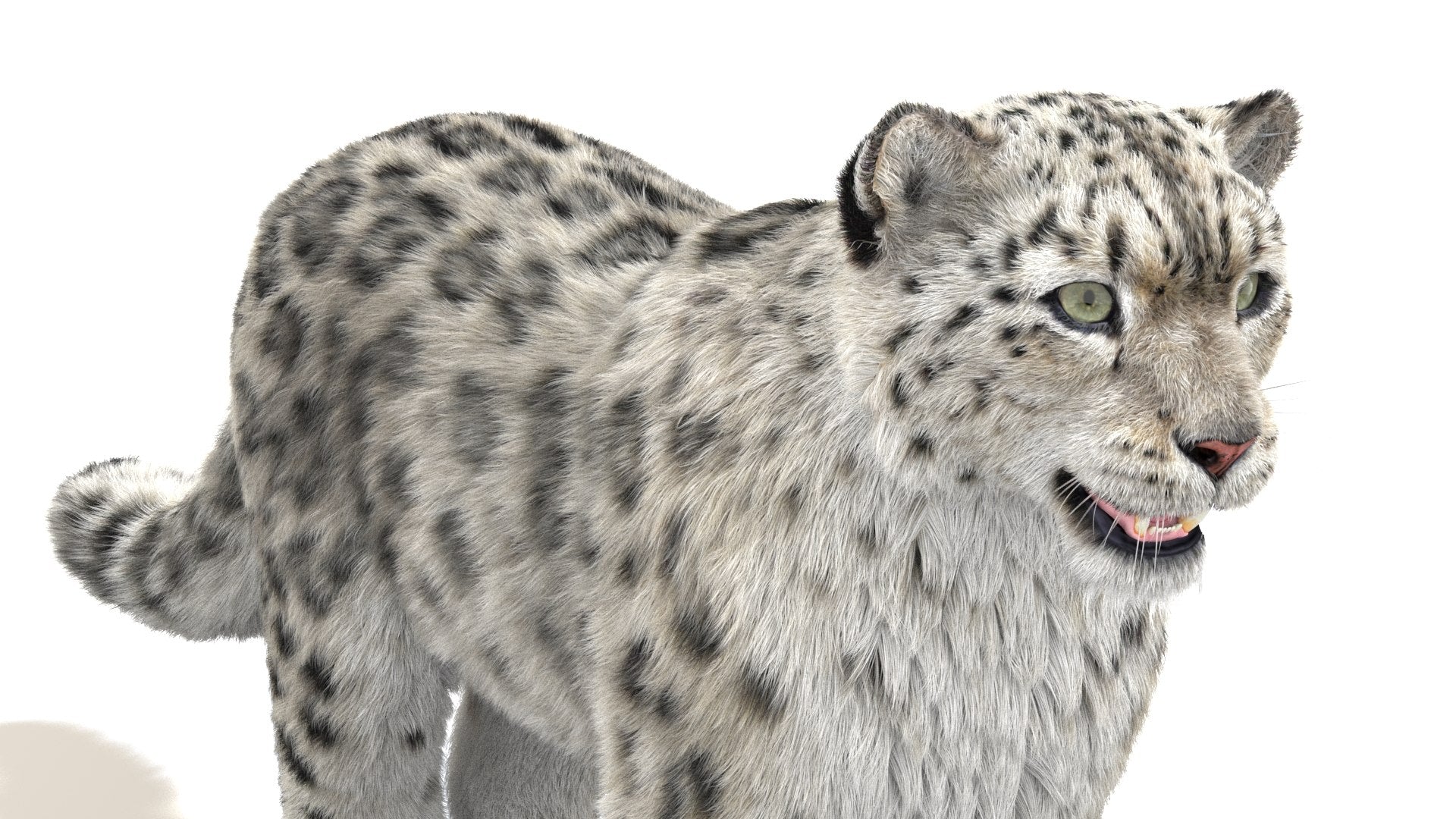 Snow Leopard 3D Model with Fur