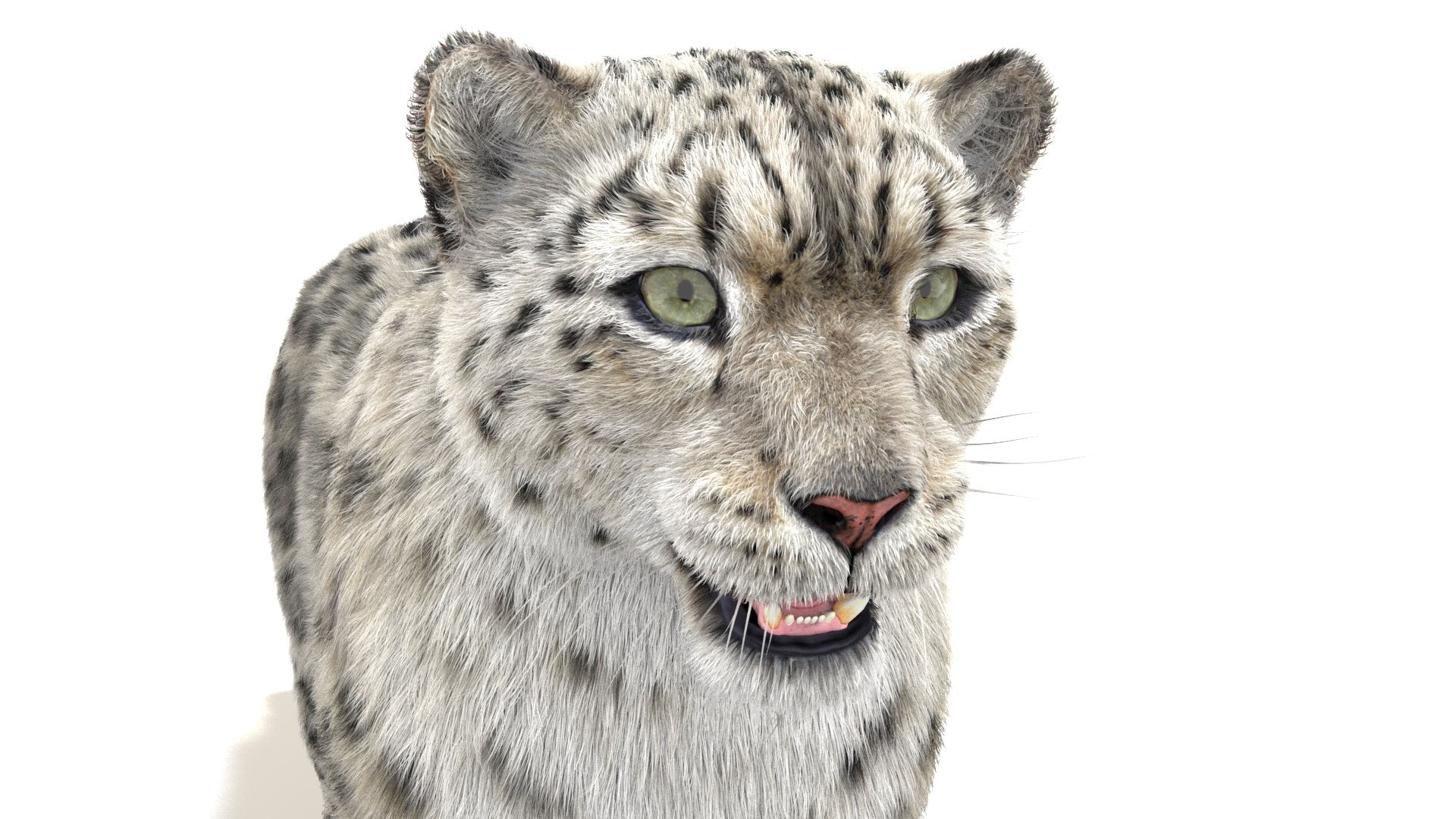 Snow Leopard 3D Model with Fur