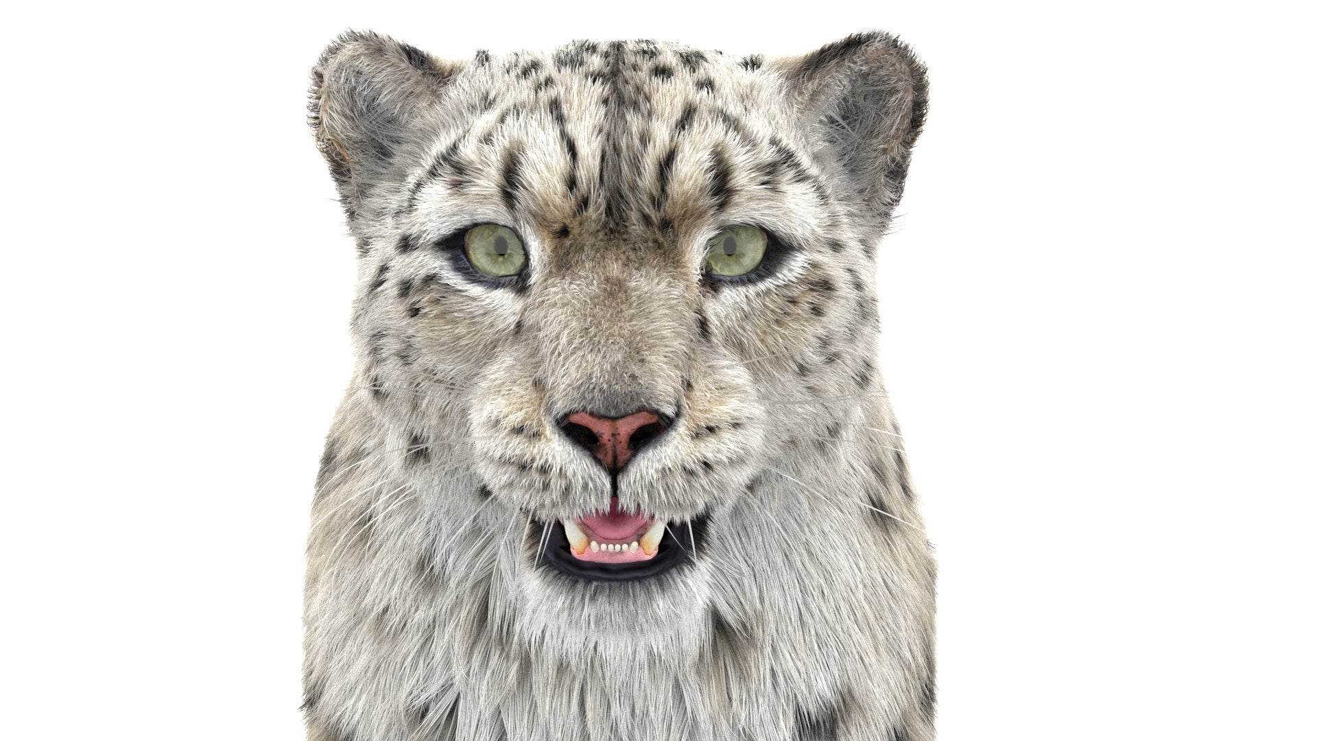 Snow Leopard 3D Model with Fur